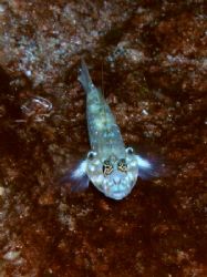 Blenny-taken w macro @ East Bank, Flower Gardens by Angie Walden 